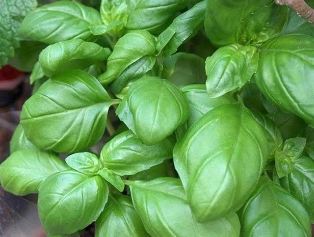 Utlisation du basilique en naturopathie indienne
