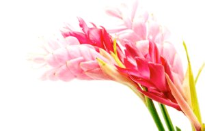 La fleure de gingembre
