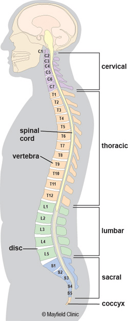 Systeme nerveux et colonne vertebrale